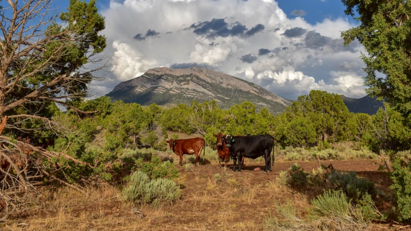 Cave Valley Road Trail Review Photo