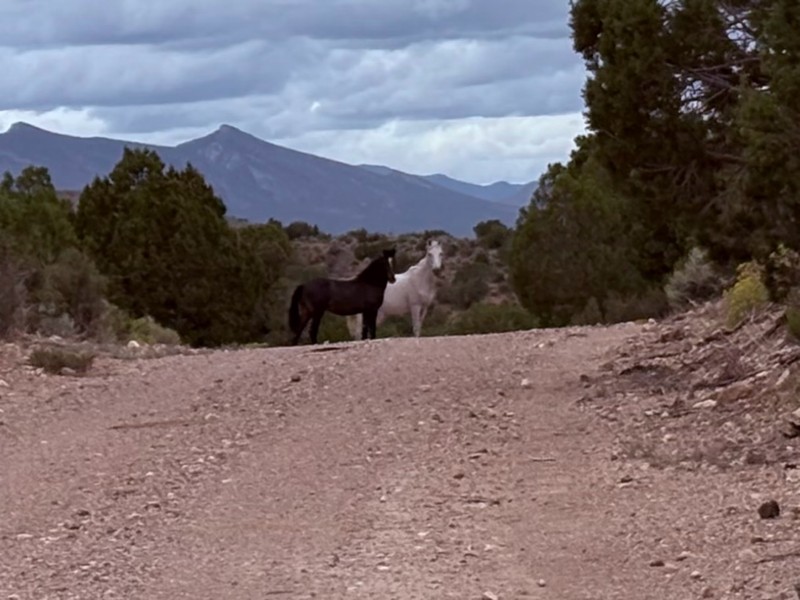 Cave Valley Road Trail Review Photo