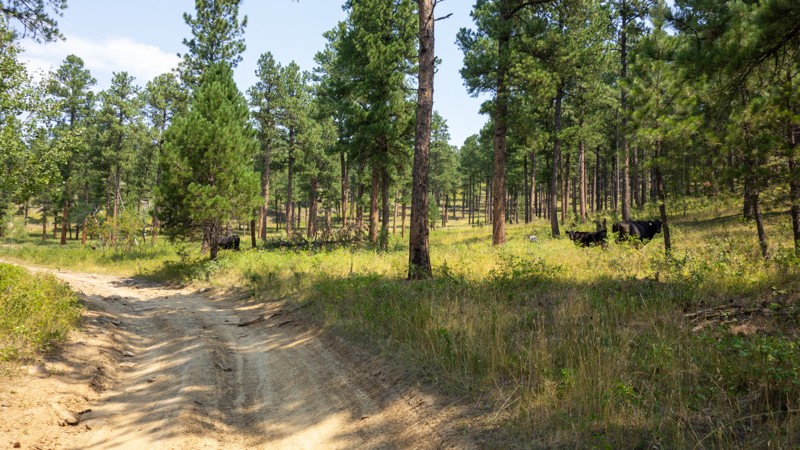Ruby Gulch Trail Review Photo