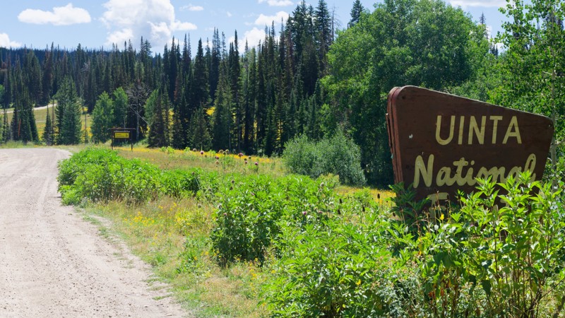 Heber Mountain Trail Review Photo