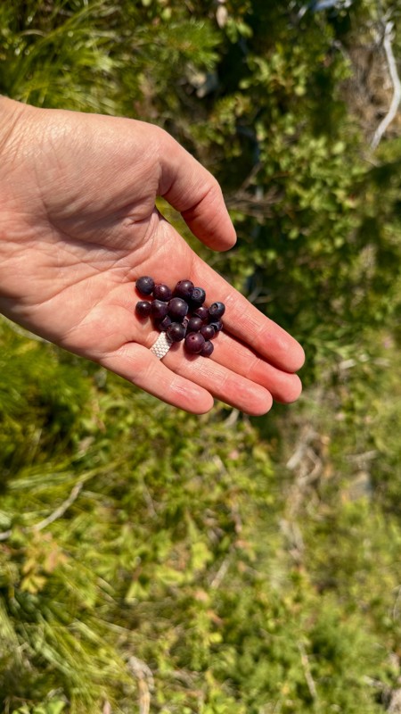 Simmons Ridge Trail Review Photo