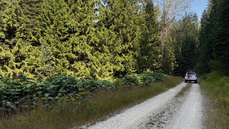 East Fork Gold Creek Trail Review Photo