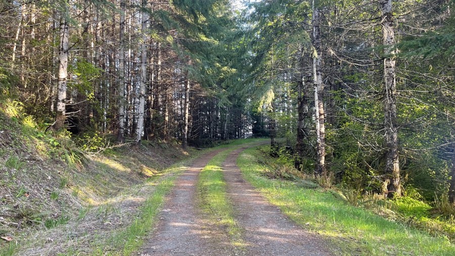 Cow Creek Ridge Road Trail Review Photo