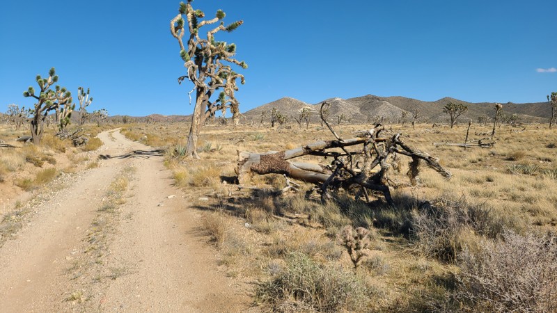 5 Point Cutoff Trail Review Photo