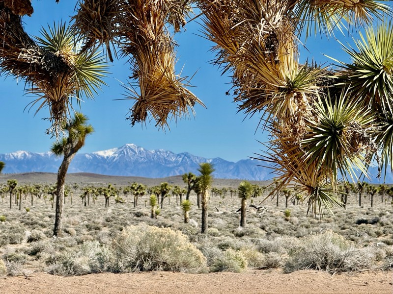Saline Valley Road Trail Review Photo