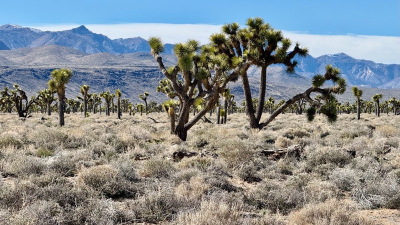 Saline Valley Road Trail Review Photo
