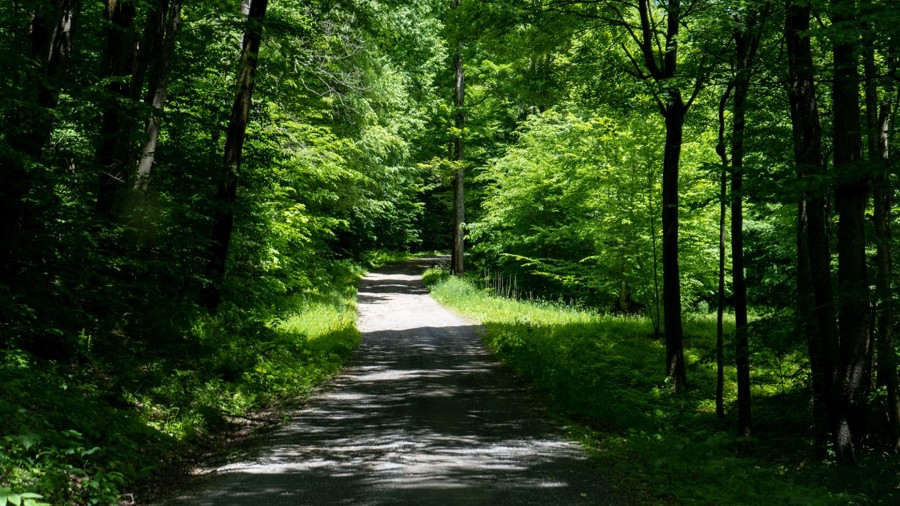 Coal Knob Trail Review Photo