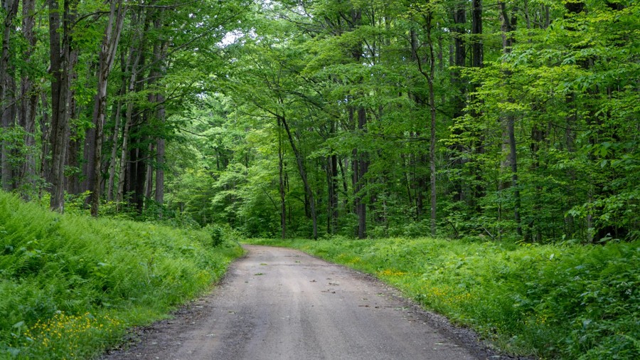 Coal Knob Trail Review Photo