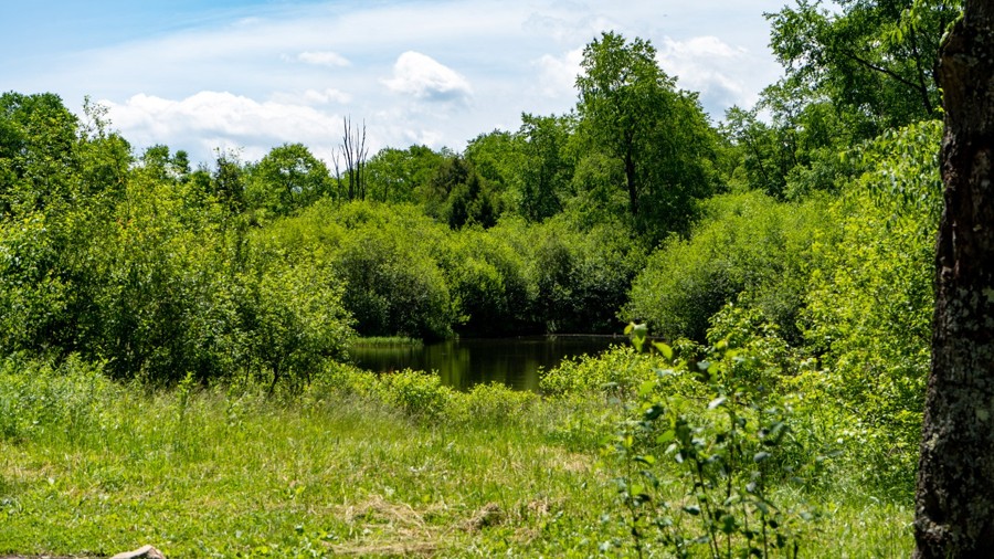 Big Mill Creek Trail Review Photo