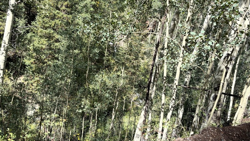 Nellie Creek Trail Review Photo