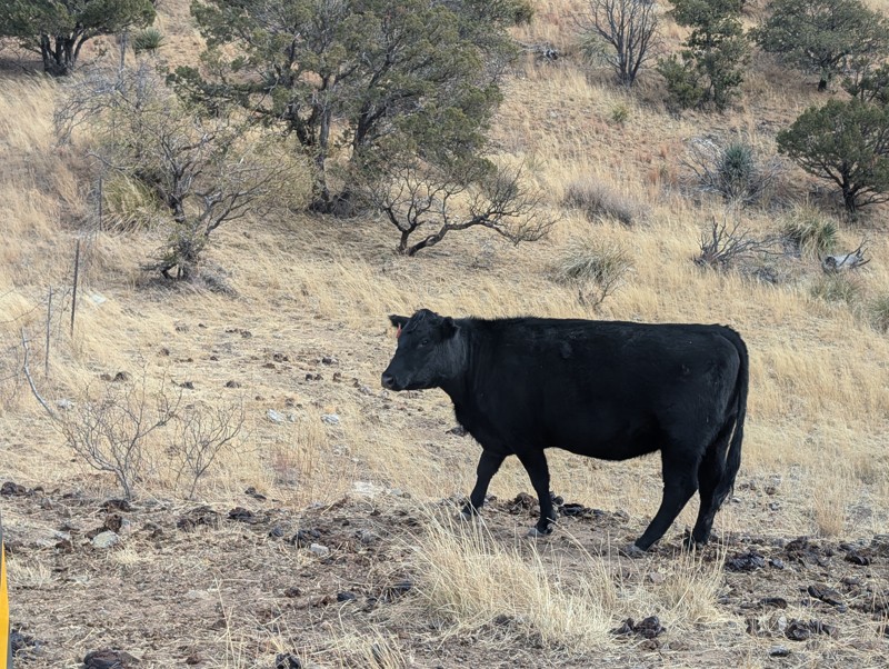 Middlemarch Pass Trail Review Photo