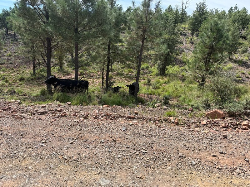 Control Road Trail Review Photo