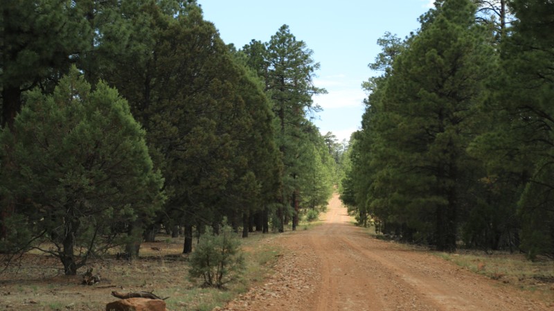 Arizona: Buck Horn Hero Photo
