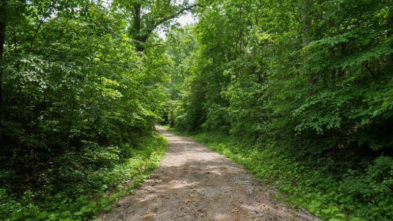 Ohio: Experimental Forest Road Hero Photo
