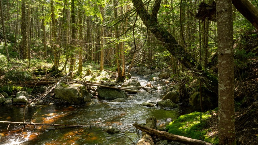 Cedar River-Limekiln Road Trail Review Photo