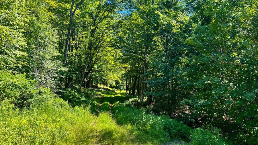 Mount Hunger Road Trail Review Photo