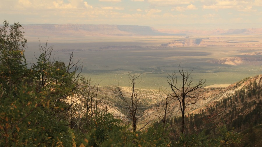 Dog Saddle Trail Review Photo