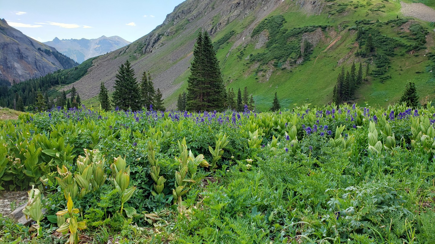 Yankee Boy Basin Colorado Offroad Trail