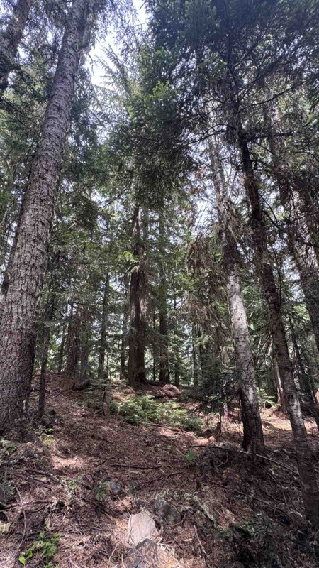 Naches Trail Trail Review Photo