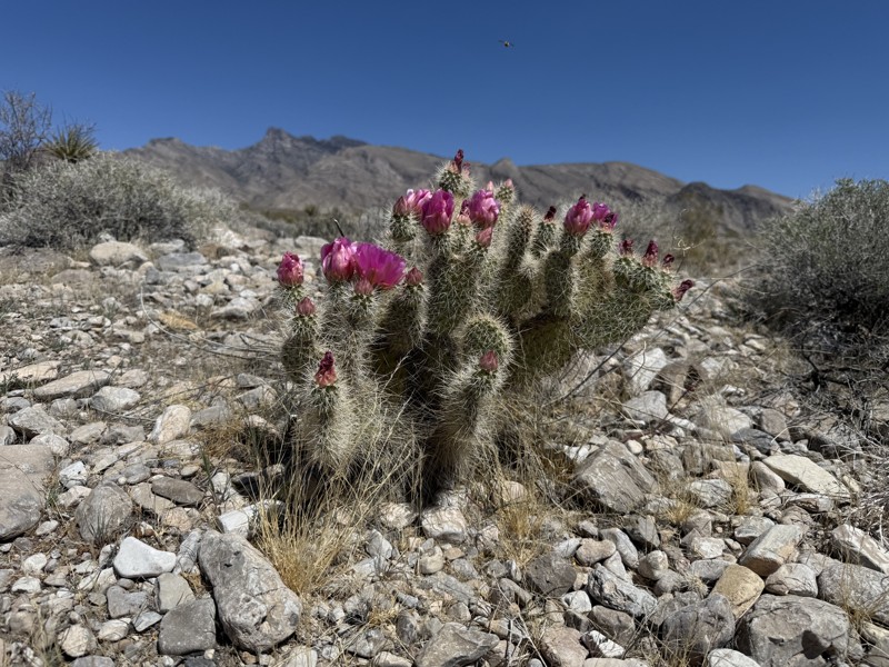 Gold Butte Backcountry Byway Trail Review Photo