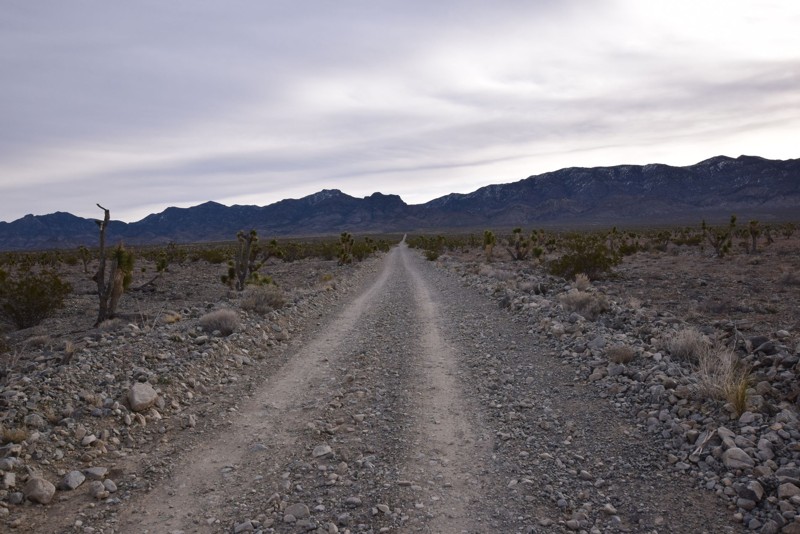 Nevada: Hidden Forest Road Hero Photo
