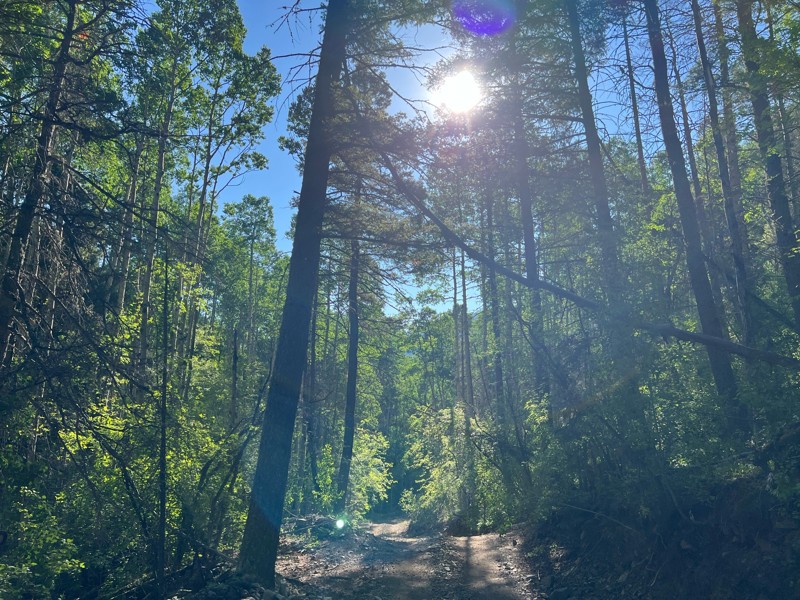 Pioneer Creek Trail Review Photo