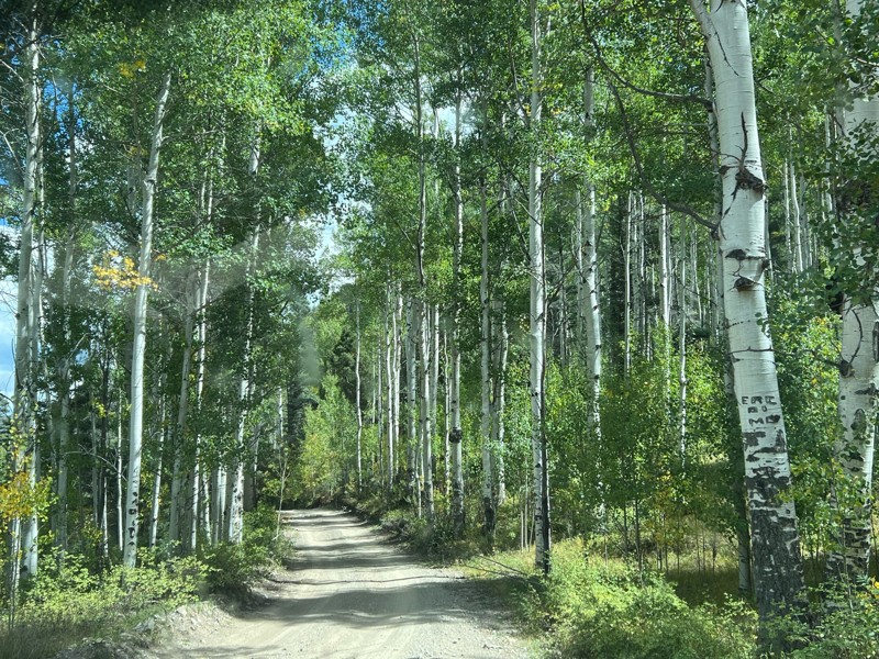 Pioneer Creek Trail Review Photo