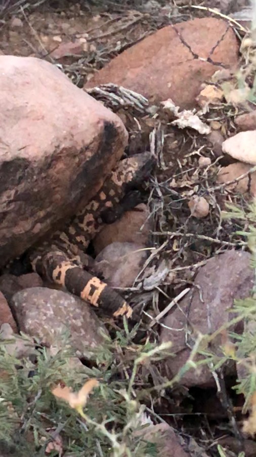 Ajo Mountain Loop Trail Review Photo