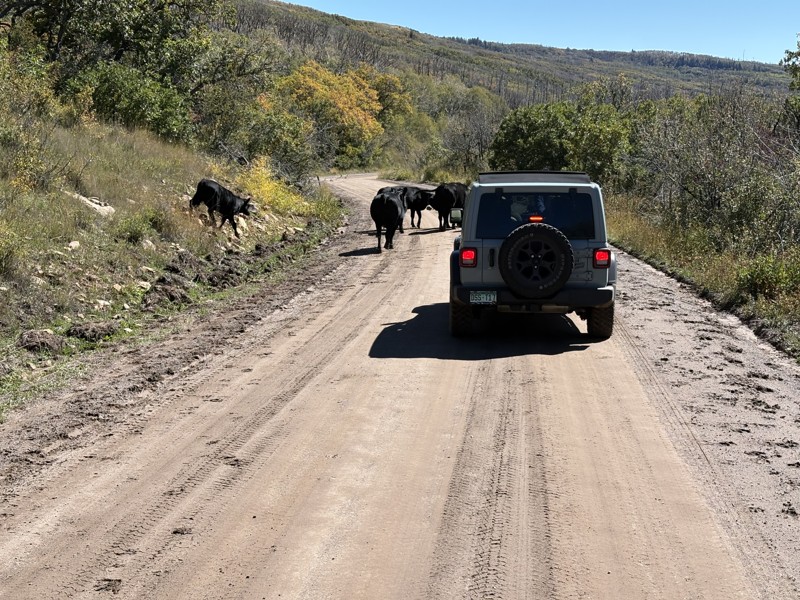 Rimrocker Trail Review Photo