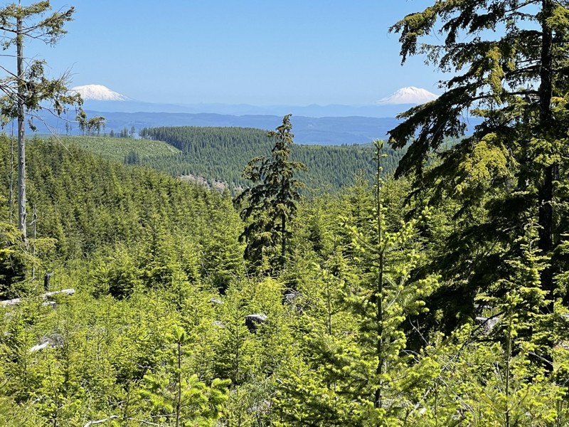 Cedar Tree Trail Review Photo