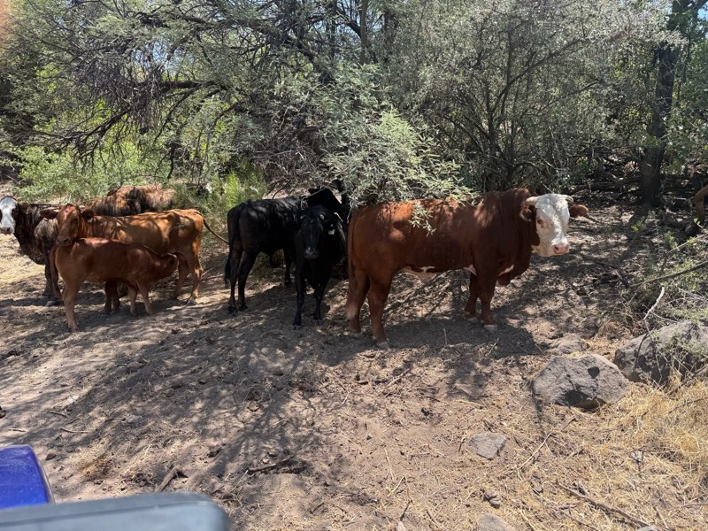 New River Canyon Trail Review Photo