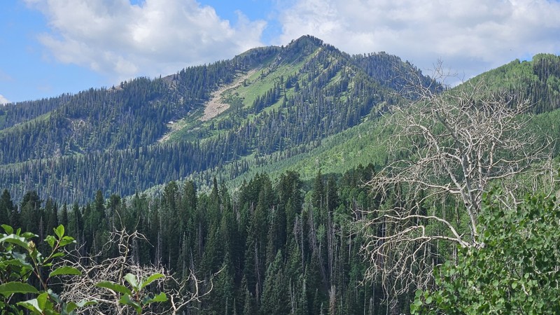 Baker Fork Road Trail Review Photo