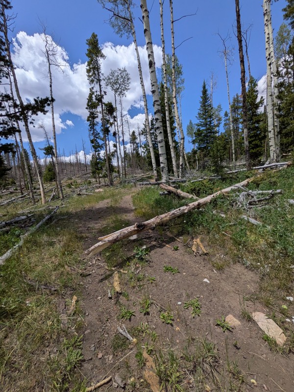 Acme Creek Road Trail Review Photo