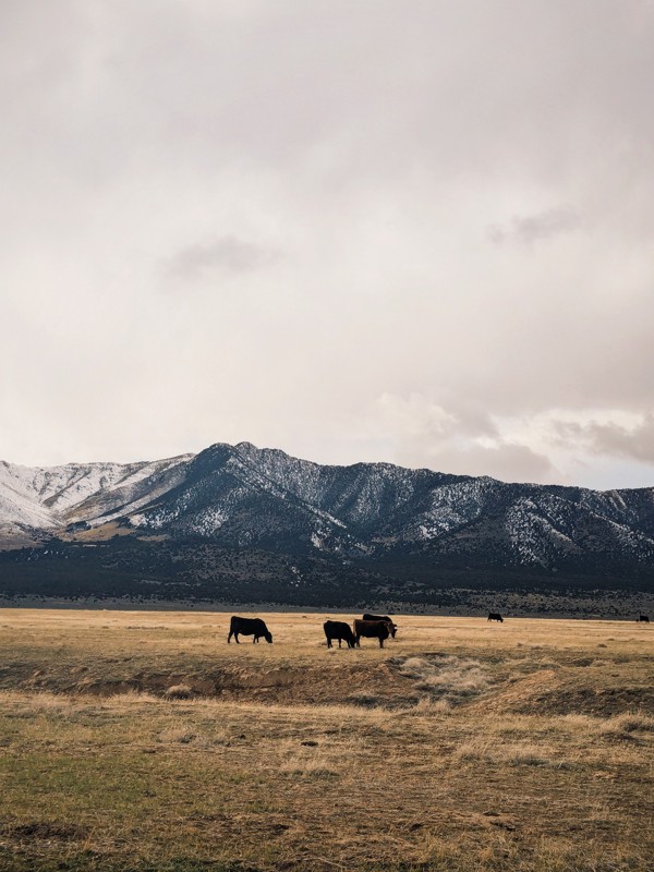 Allen's Ranch Road Trail Review Photo