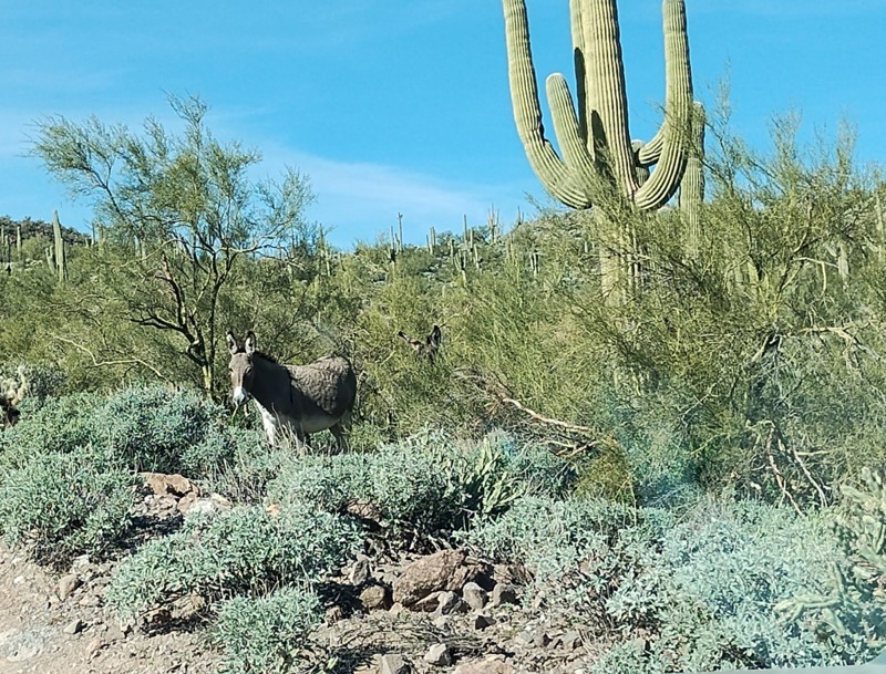 China Dam/Tule Creek Homestead Trail Review Photo