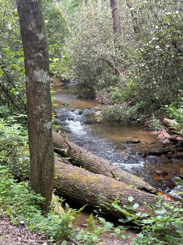 Nimblewill Gap Trail Review Photo