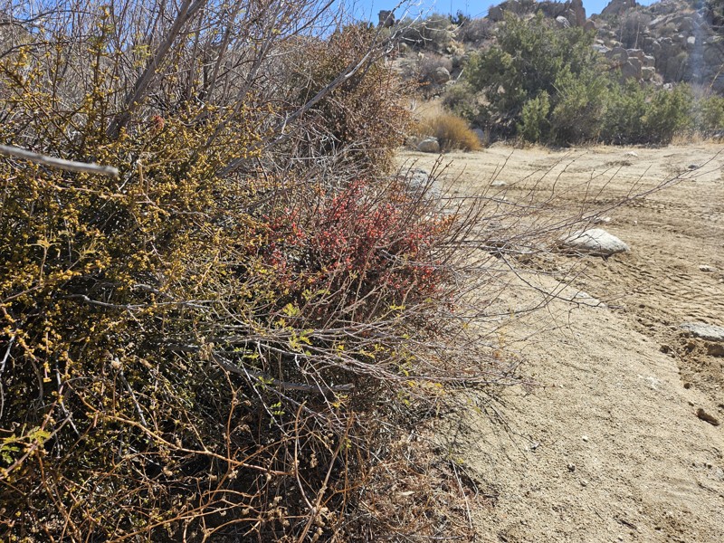 Ella Wash Trail Review Photo