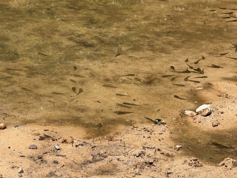 Peters Mill Run Trail Review Photo
