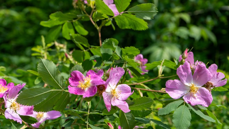 Spider McKinley Trail Review Photo