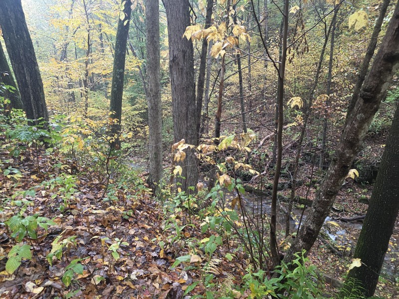 Skidmore Fork/Dunkle Hollow Road Trail Review Photo