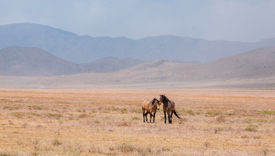 The Pony Express (Fairfield to Ibapah) Trail Review Photo
