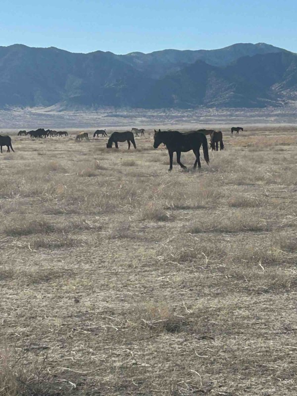 The Pony Express (Fairfield to Ibapah) Trail Review Photo