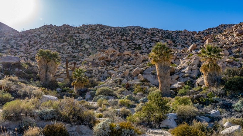 California: South Indian Canyon Hero Photo