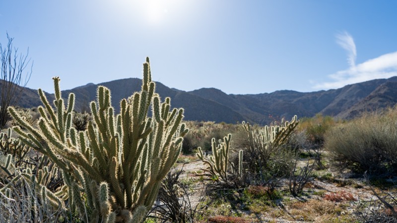 California: North Indian Canyon Hero Photo