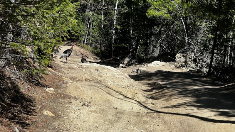 Bunce School Road Trail Review Photo