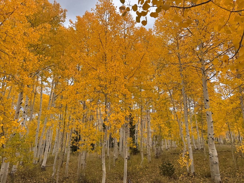 North Skyline Drive Trail Review Photo