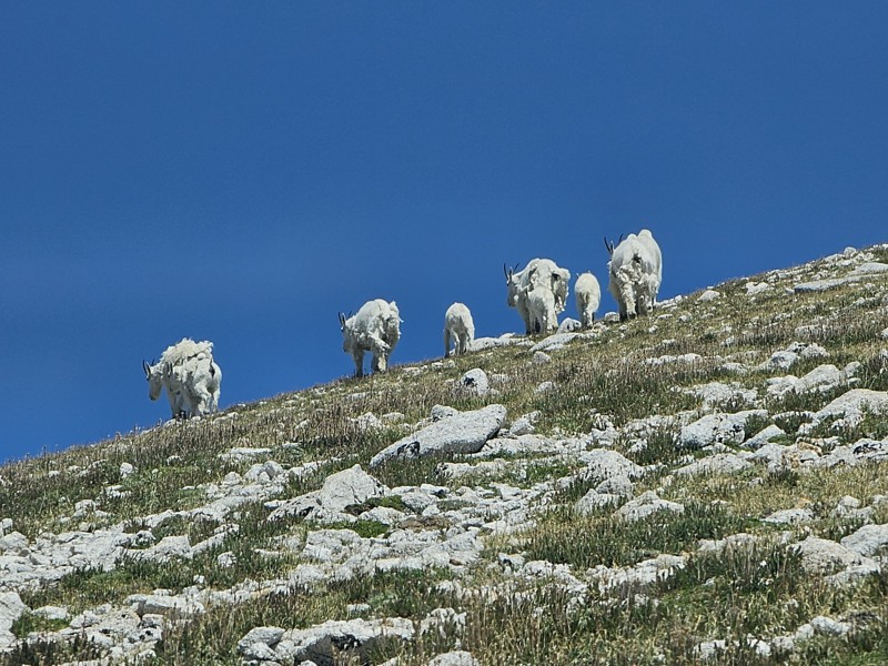 Mount White Trail Review Photo