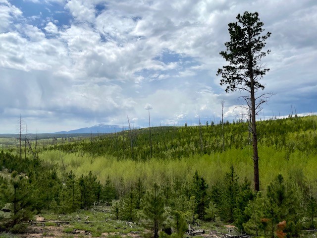 Trail Review: Cedar Mountain Road - Jessica H