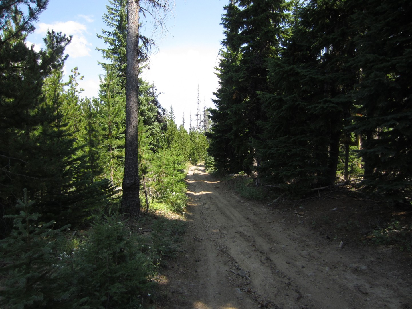 2730-230 and 2730 Roads - Best Trails