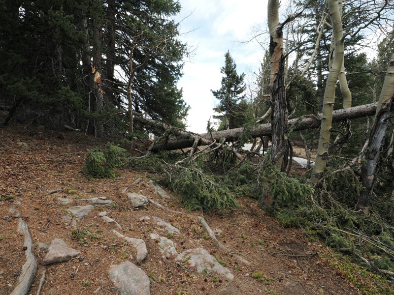 Griffin Mountain and Woodchuck Spur Trail Review Photo